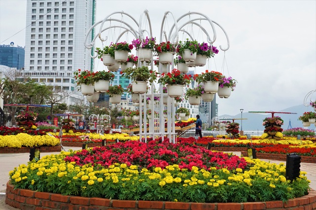 Cận cảnh nhan sắc đường hoa xuân tiền tỷ tại Đà Nẵng - 2