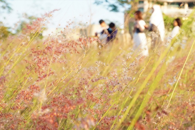Hội bánh bèo xốn xang trước đồng cỏ hồng thơ mộng mới toanh tại Đà Nẵng - 1