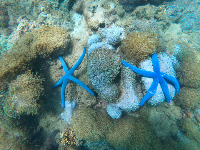 Những rặng san hô nhiều màu sắc.Ảnh : Vnexpress