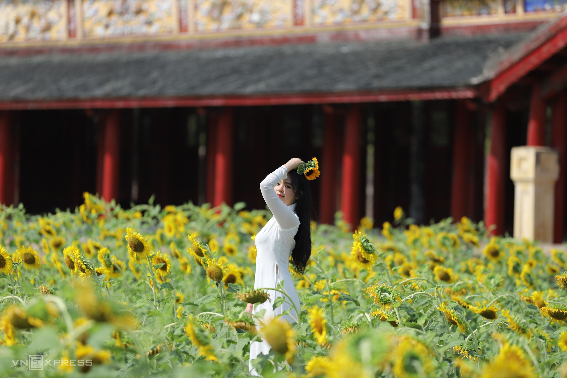 Vườn hoa hướng dương trong Hoàng cung Huế